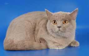 Серая шотландская кошка