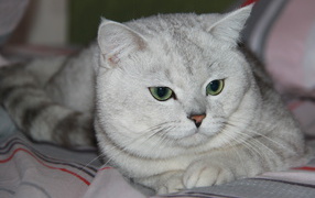 Зеленоглазая британская короткошерстная кошка