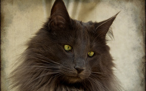 Зеленоглазая норвежская лесная кошка