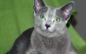Green-eyed Russian Blue Cat