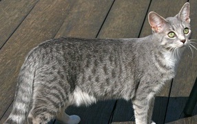 Серый аравийский мау