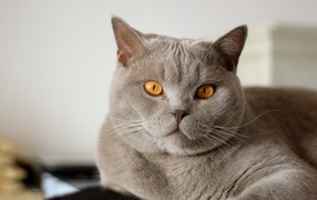 Серая британская короткошерстная кошка