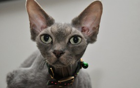 Серый девон-рекс