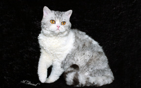 Серый селкирк рекс