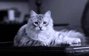 Серый кот на черном столе