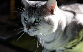 Серый усатый кот