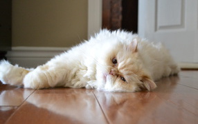 Гималайская кошка лежит на полу