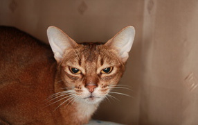 Home Abyssinian