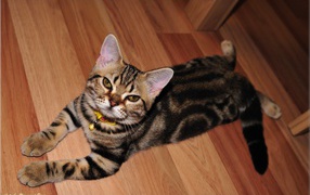 Домашняя американская короткошерстная кошка