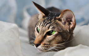 Домашняя ориентальная короткошерстная кошка