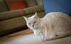 Домашний кот австралийский мист