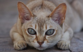 Hunter Singapura cat