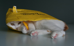 Japanese Bobtail in package