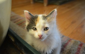 Котенок японского бобтейла