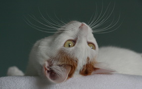 Японский бобтейл смотрит вверх