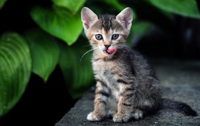 Kitten European Shorthair cat