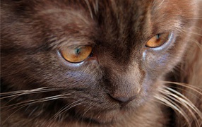 Котенок йоркской шоколадной кошки