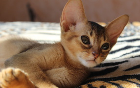 Kitten breed Abyssinian