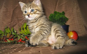 Kitten breed Pixie-bob