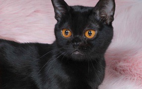 Котенок породы бомбейская кошка