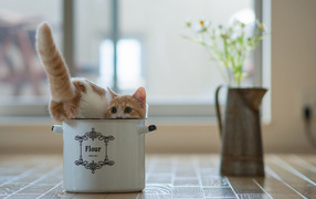 Котенок в кастрюле