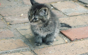 Котенок на улице