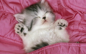 Kitten sleeping in pink bed