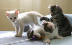 Котята породы американский керл