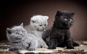 Kittens British Shorthair cat