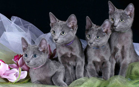 Kittens Russian blue cat