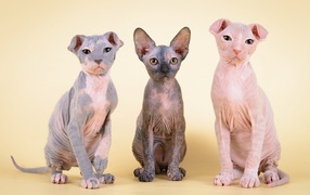 Котята украинский левкой