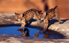 Котята бегут по воде