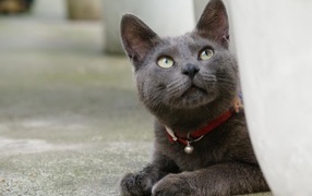 Кот корат смотрит вверх