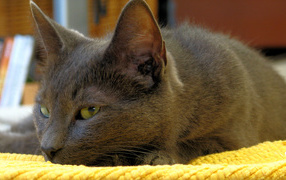 Корат лежит на коврике