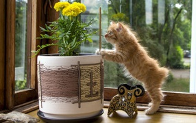 Котенок курильского бобтейла проверяет цветок