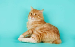 Курильский бобтейл на голубом фоне