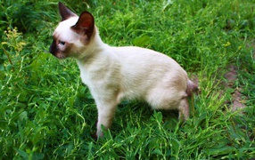 Маленький меконгский бобтейл на траве