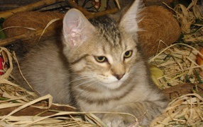 Little kitten Pixie-bob