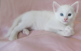 Little kitty Turkish Angora