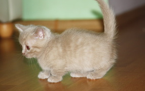 Маленький котенок манчкин