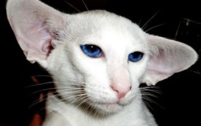 Лопоухий форин вайт