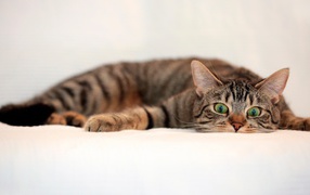 Oбезумевший кот