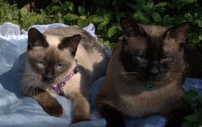 Коты породы меконгский бобтейл