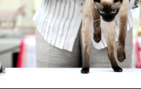 Меконгский бобтейл стоит на задних лапах