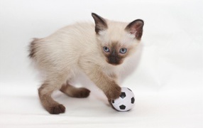 Котенок меконгский бобтейл с мячом