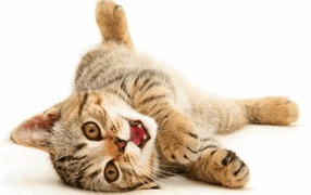 Веселая американская жесткошерстная кошка