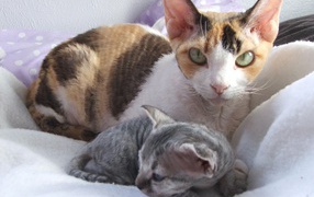 Mom Devon Rex kitten with