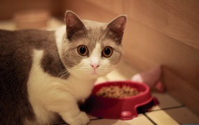 Munchkin cat at the trough