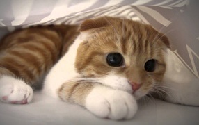 Глаза кота манчкин