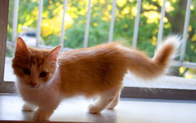 Munchkin kitten on a window sill